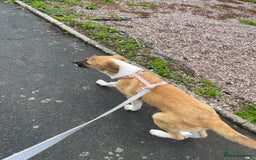 Mixed Breed dogs for sale: Honey the Romanian rescue🧡 - Image 2