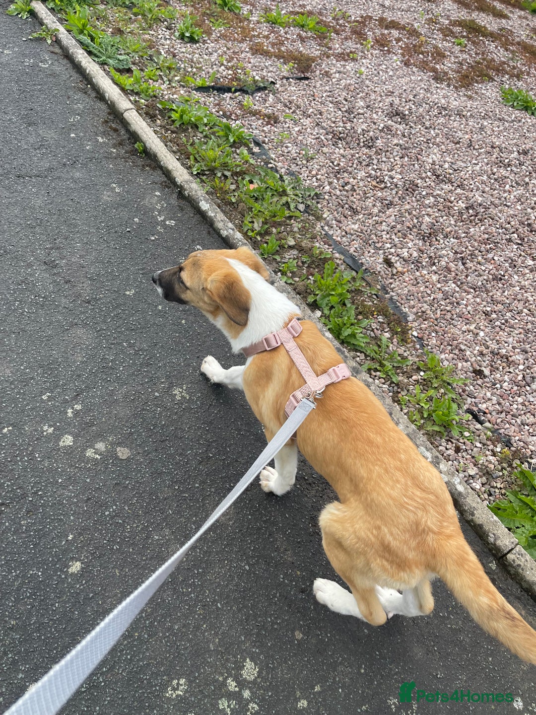 Mixed Breed dogs for sale: Honey the Romanian rescue🧡 - Image 2