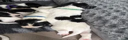 English Springer Spaniel dogs for sale: KC Registered English Springer Spaniel puppies - Advert 24