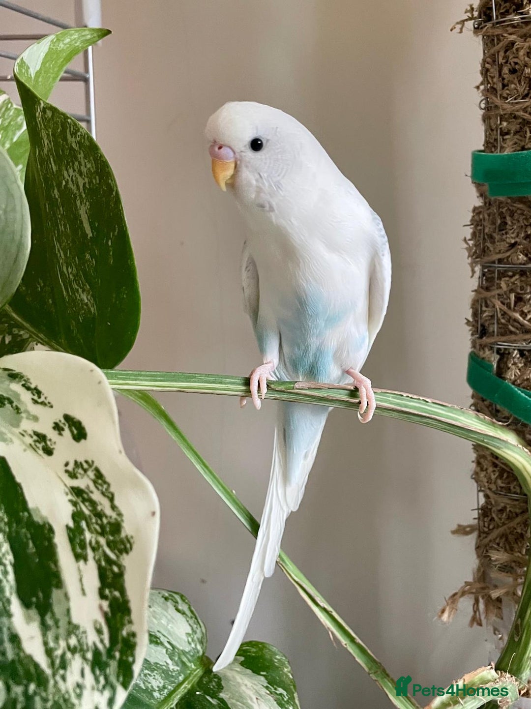 Budgerigars birds for sale: Budgie Pair (1 Male & 1 Female) with Cage – £120 - Advert 5