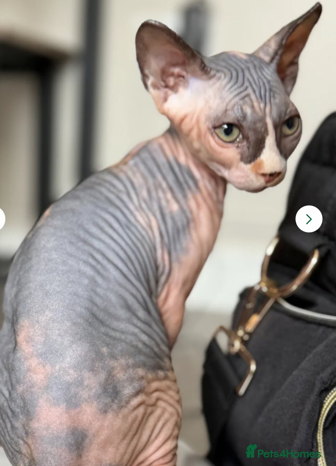 Sphynx cats for sale: Beautiful Calico kitten  - Image 2