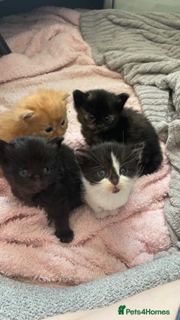 Mixed Breed cats in Swadlincote - Advert 8