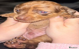 Miniature Dachshund dogs for sale: Stunning miniature dachshund  - Image 12