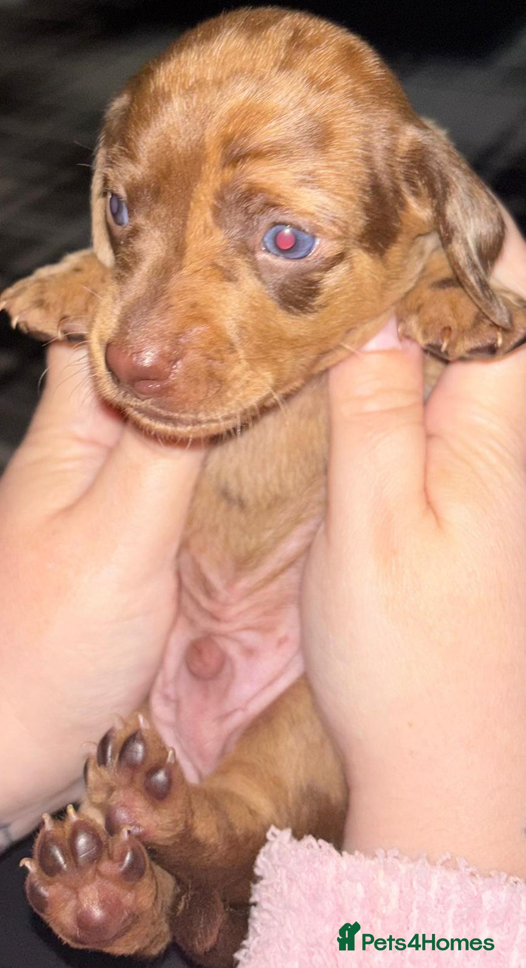 Miniature Dachshund dogs for sale: Stunning miniature dachshund  - Image 12