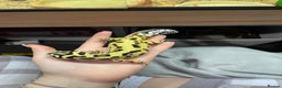 Gecko reptiles for sale: Leopard gecko female  - Advert 7