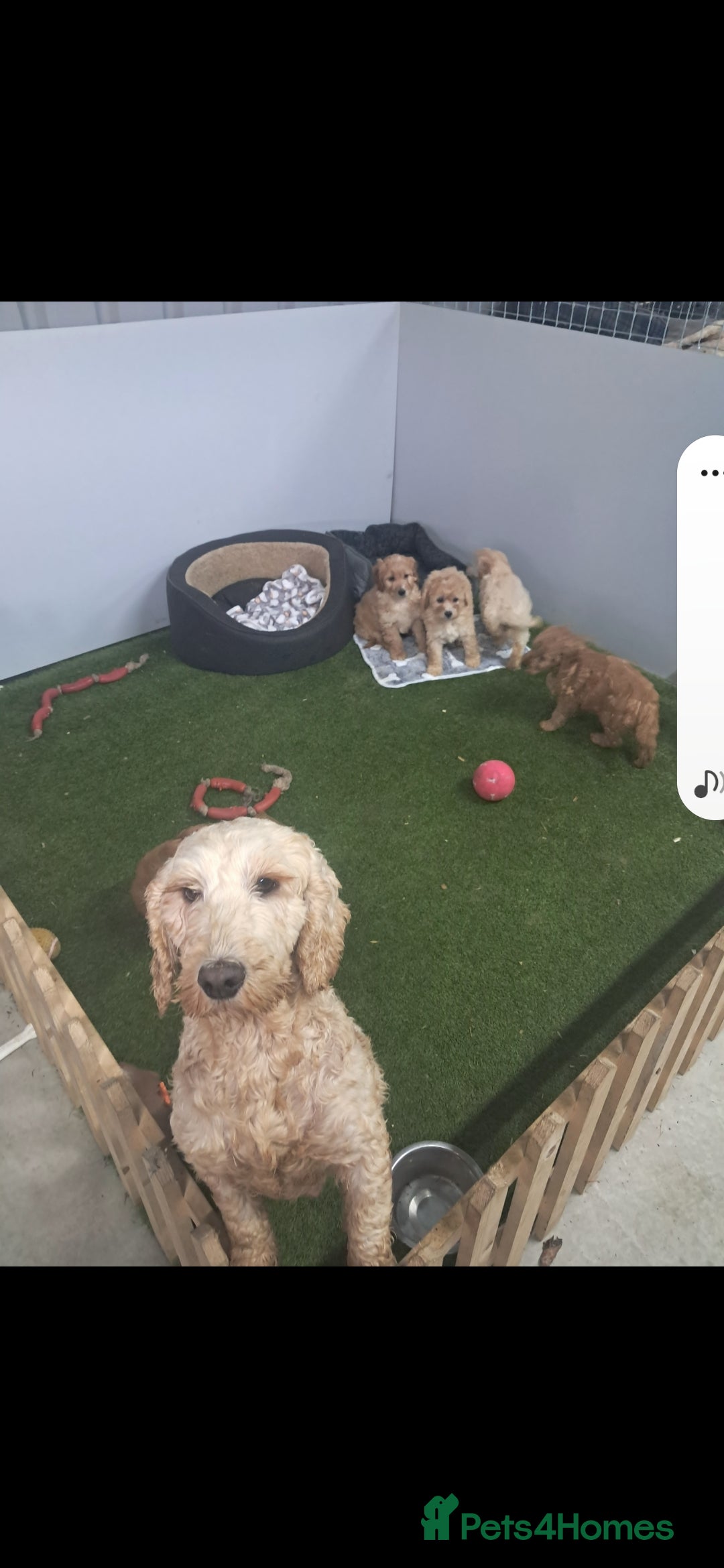 Cavapoo dogs for sale: Cavapoo pups - Advert 1