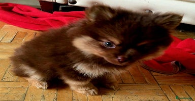 Pomsky dogs - Advert 9