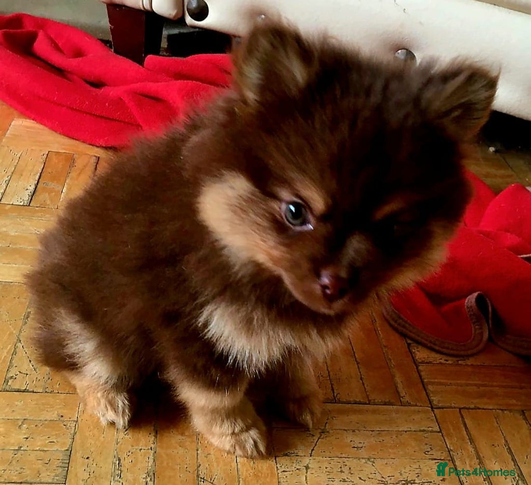 Pomsky dogs for sale: Four gorgeous pomskys - Image 4