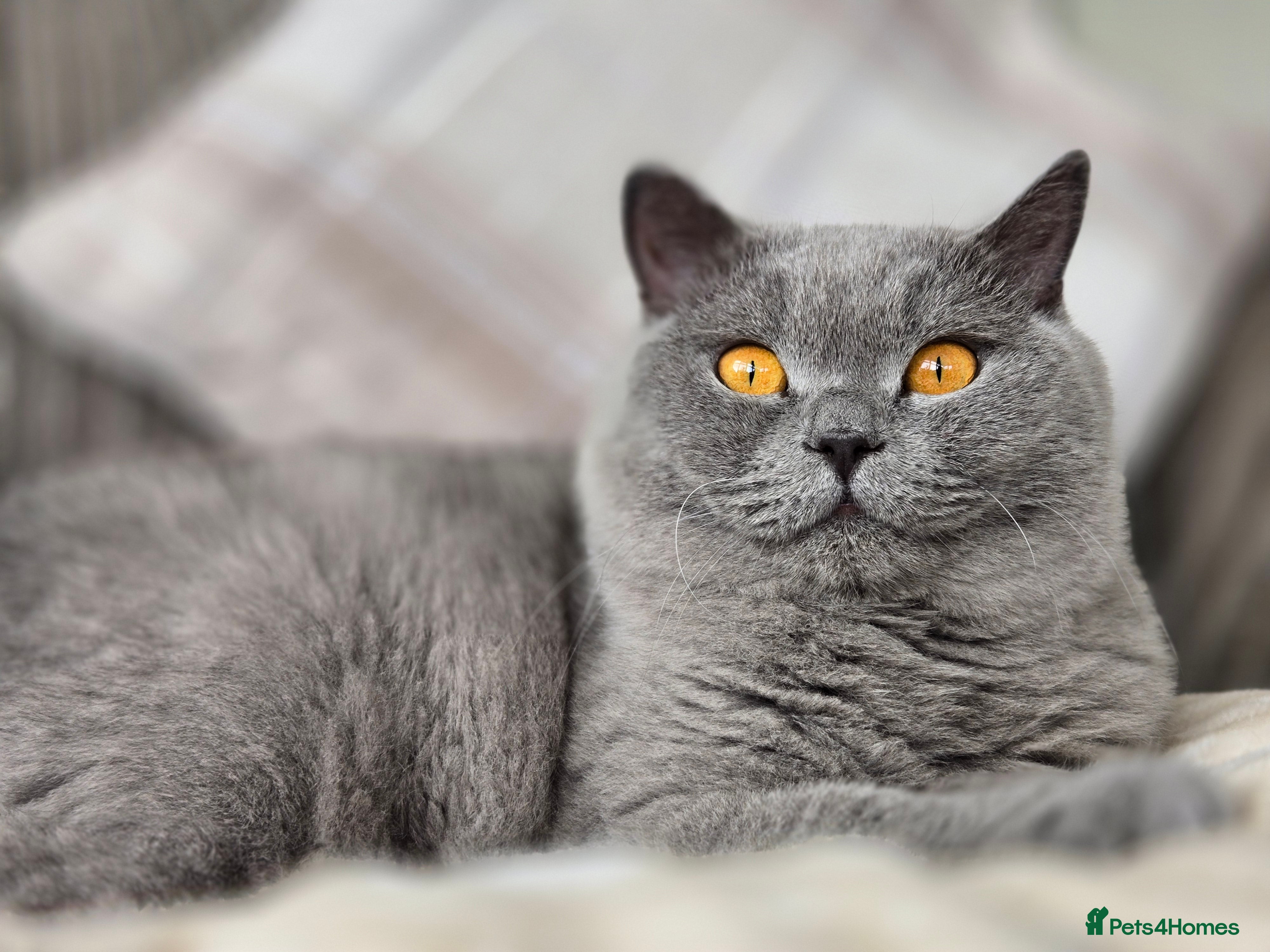 British Shorthair cats Gorgeous Fluffy Cloud 3yr old Gandalf - Advert 17