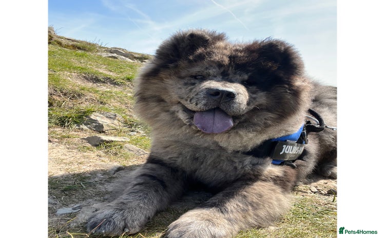 Chow Chow dogs - Advert 9