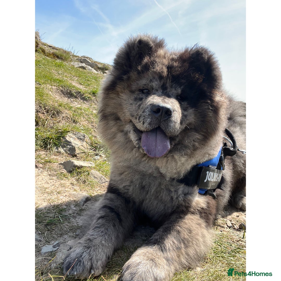 Chow Chow dogs for stud: STUD - Merl Chow Chow stud  - Advert 1