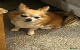 Chihuahua dogs for sale: Father and son chihuahuas  - Image 6