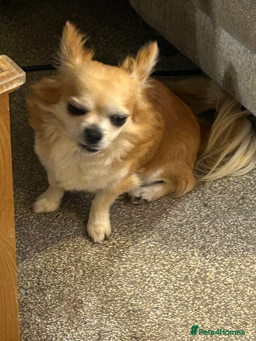 Chihuahua dogs for sale: Father and son chihuahuas  - Image 6