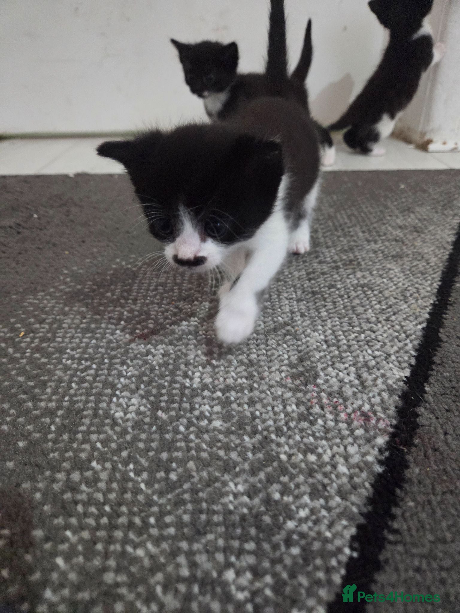 Mixed Breed cats I have three cute kittens that are girls. - Advert 9