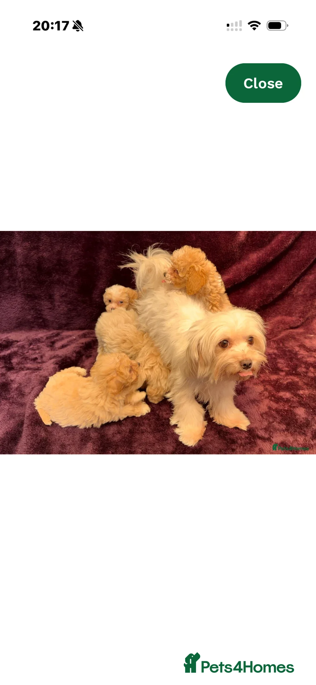 Maltipoo dogs for sale: Maltipoo - Advert 2