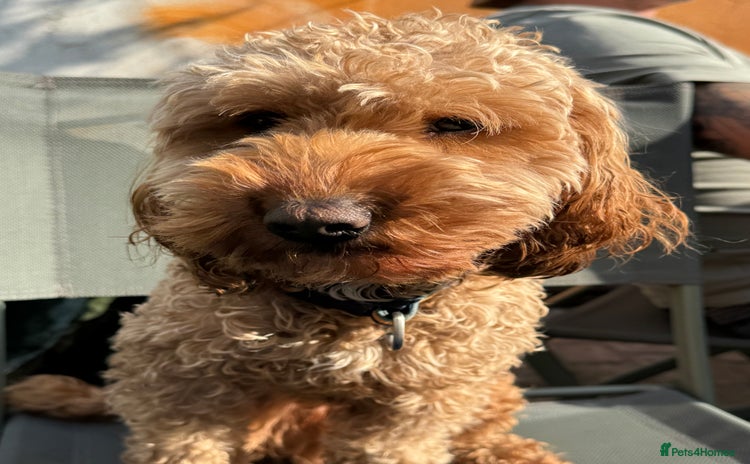 Cockapoo dogs - Advert 11