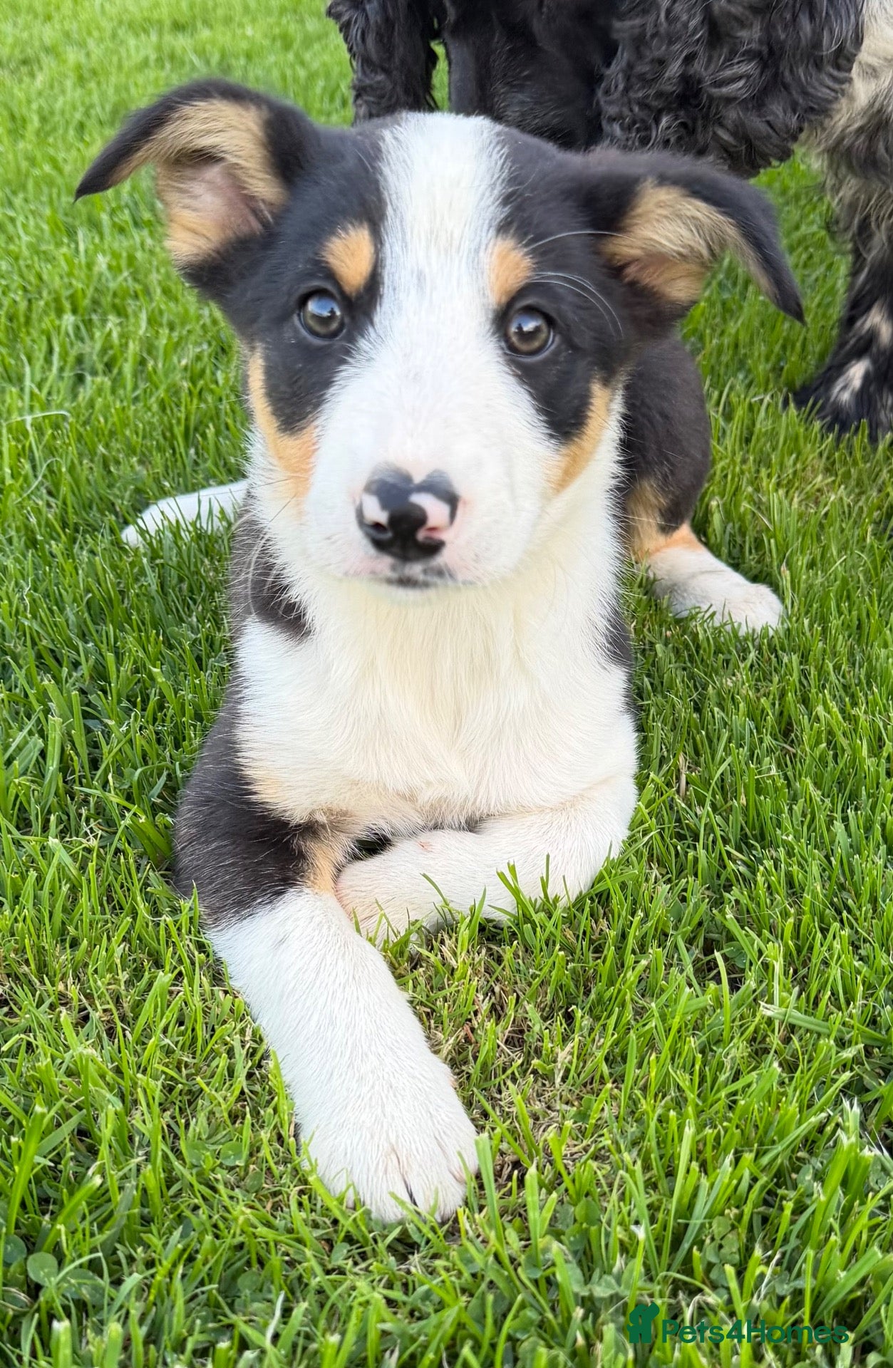 Border Collie dogs Border collie pups for sale - Advert 1