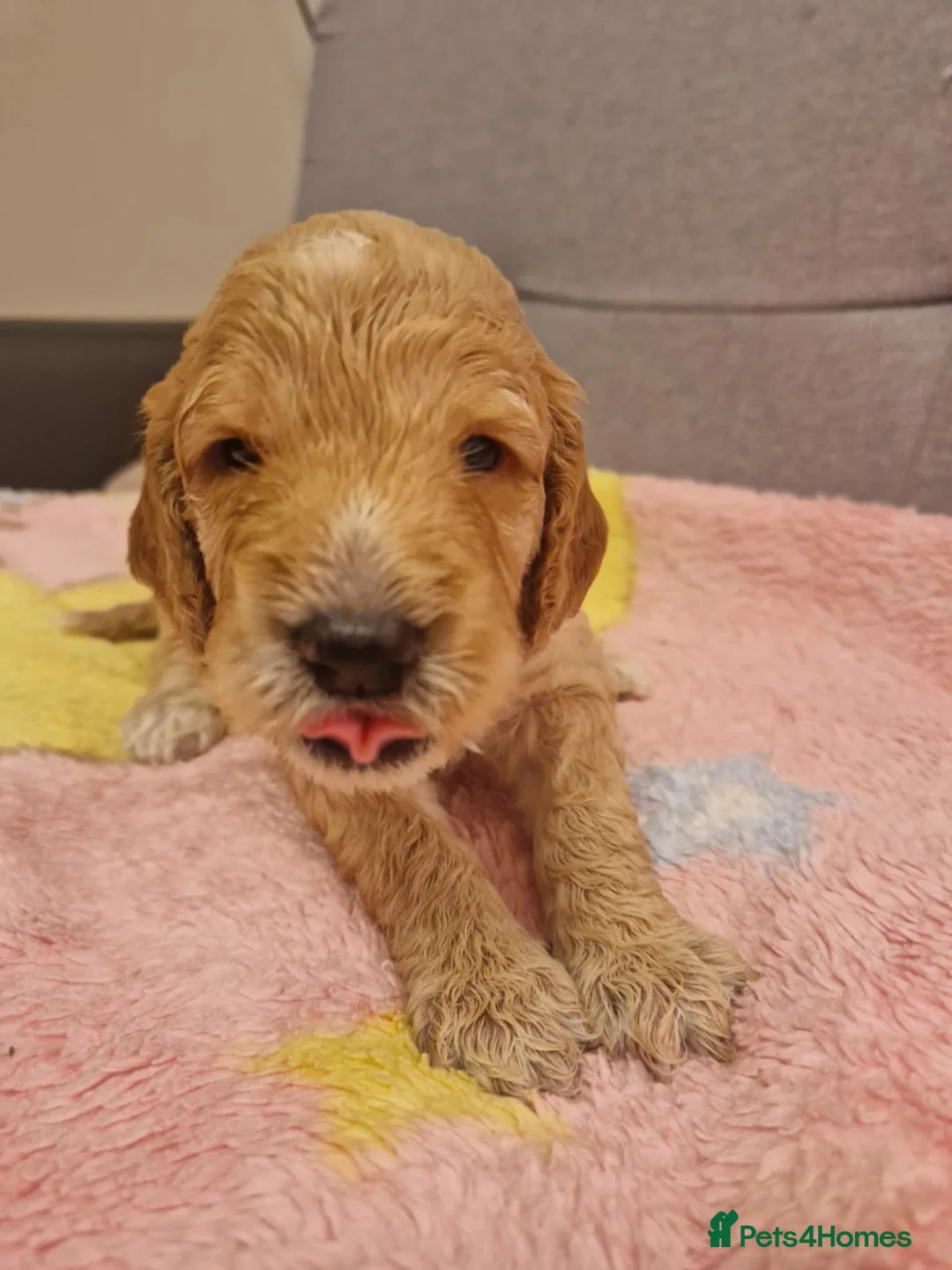 Cockapoo dogs for sale: F2 Cockapoo Puppies - Advert 28