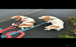 Basset Hound dogs for sale: 1 male and 1 female basset hounds - Advert 1