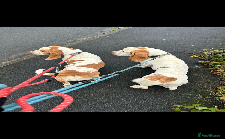 Basset Hound dogs - Advert 5