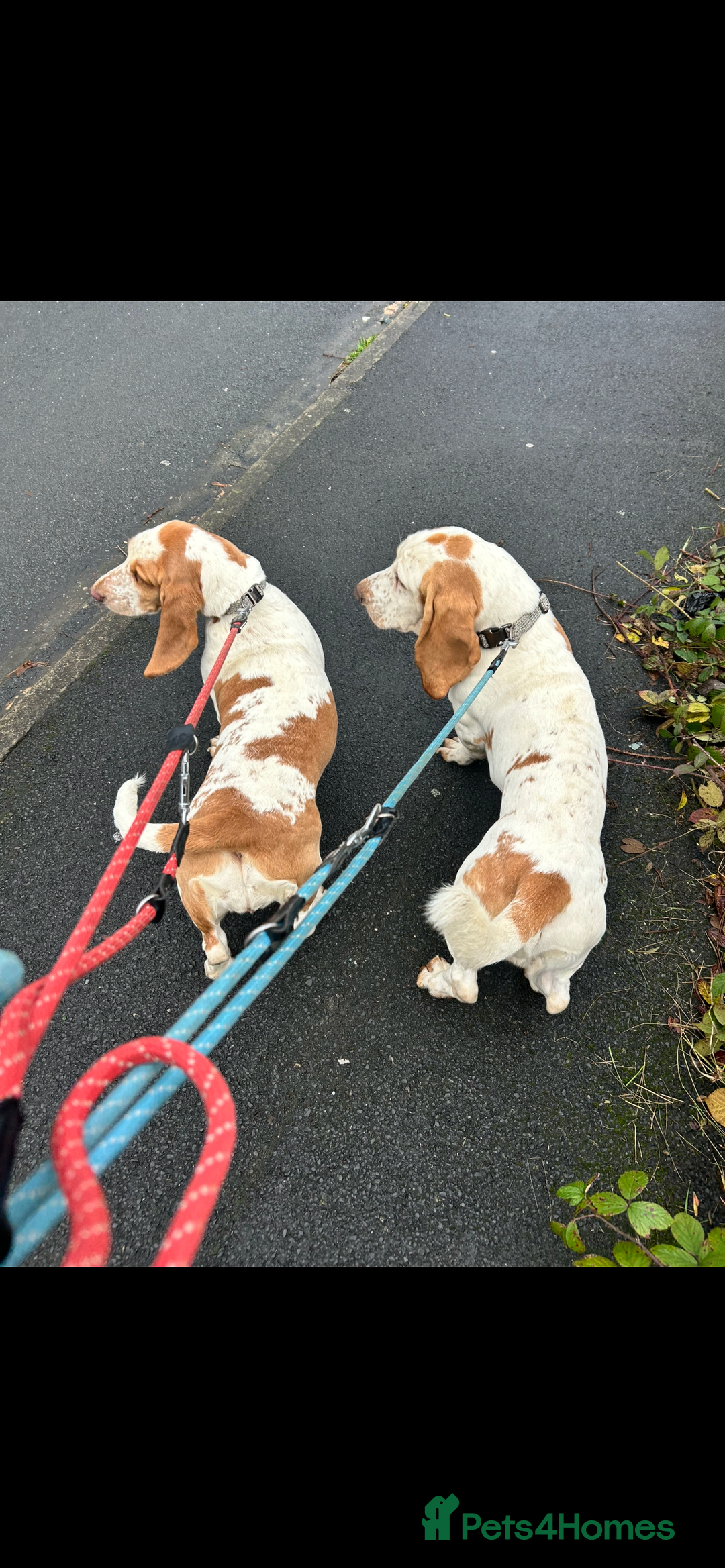 Basset Hound dogs for sale: 1 male and 1 female basset hounds - Advert 1