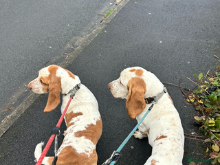 Basset Hound dogs for sale: 1 male and 1 female basset hounds - Advert 1