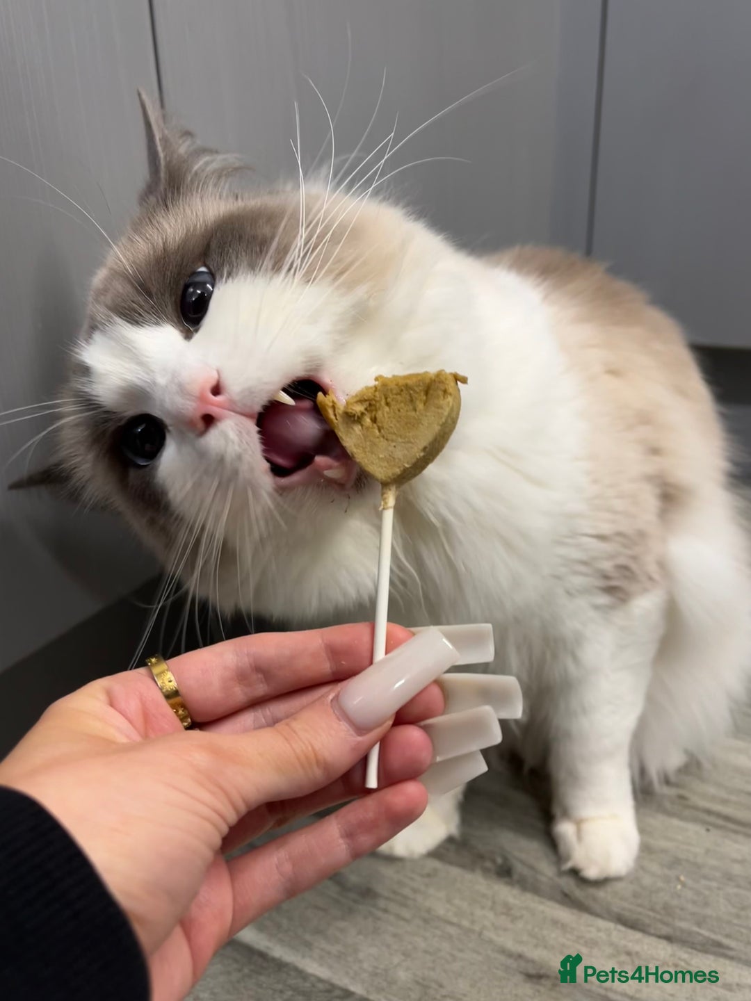 Ragdoll cats for sale: 3 year old blue point bicolour ragdoll - Advert 4