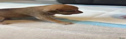 Mixed Breed dogs for sale: Staffy x husky puppies READY TO LEAVE - Advert 18