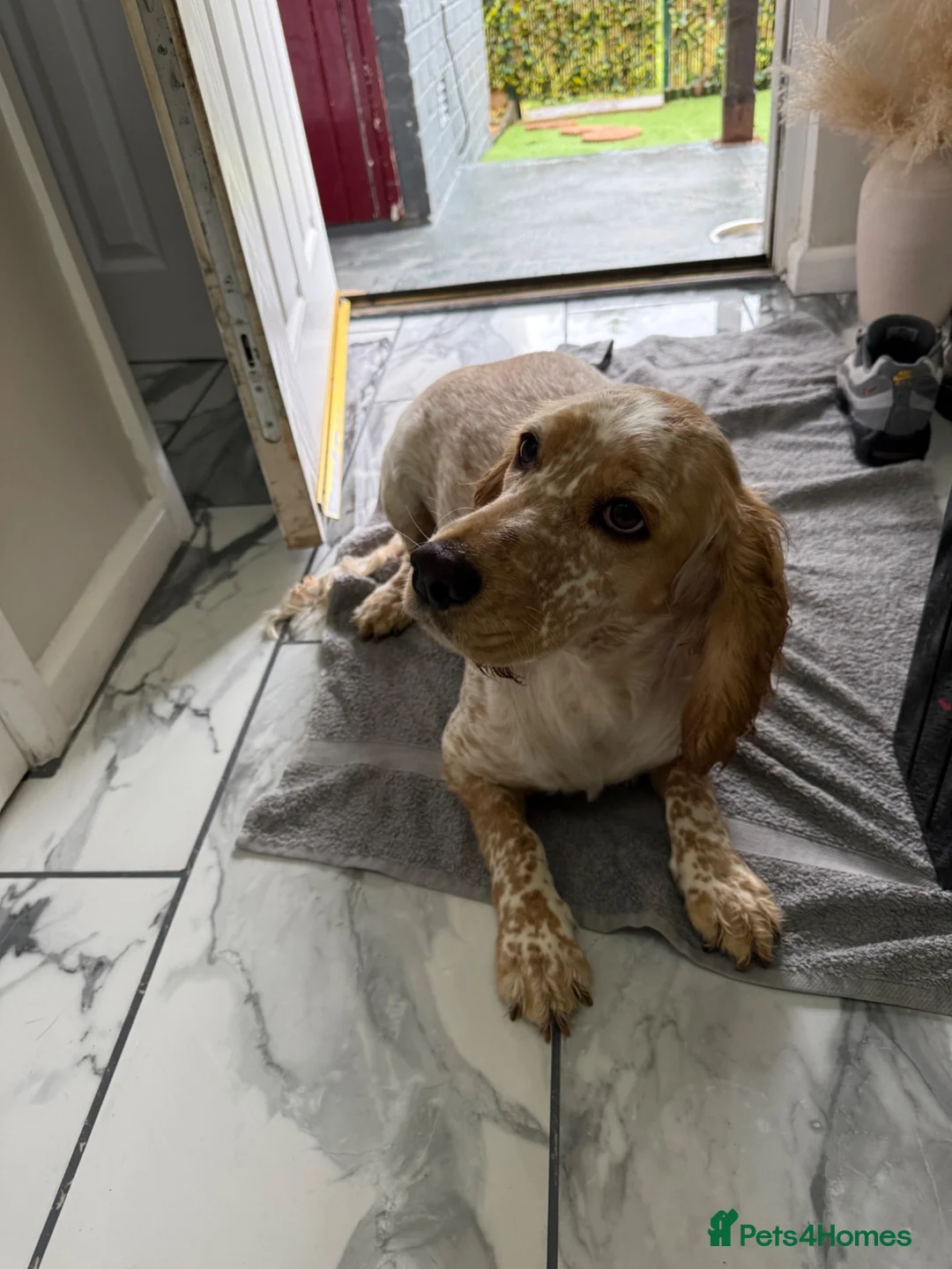 Cocker Spaniel dogs for sale: Litter of One male puppy - Advert 2