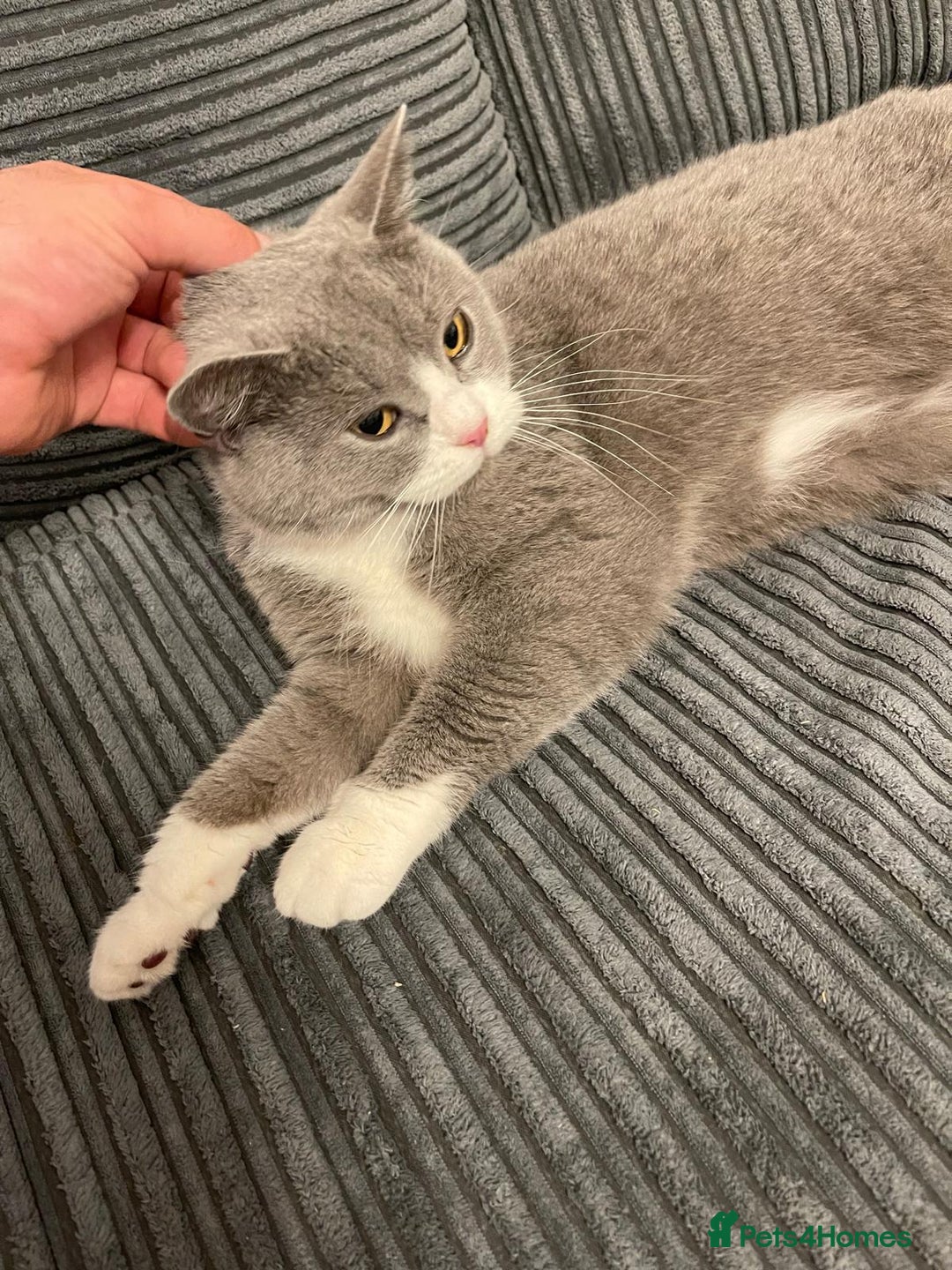 British Shorthair cats for sale: Stunning retired queen for sale - Advert 8