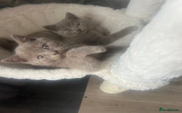 British Shorthair cats for sale: Beautiful British short hair kittens  in Manchester - Image 36