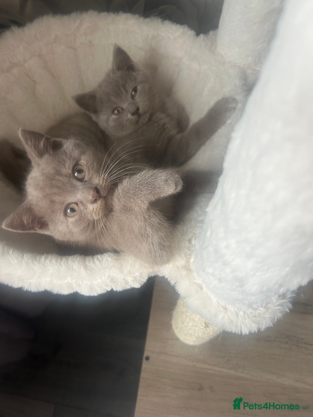 British Shorthair cats for sale: Beautiful British short hair kittens  in Manchester - Image 36