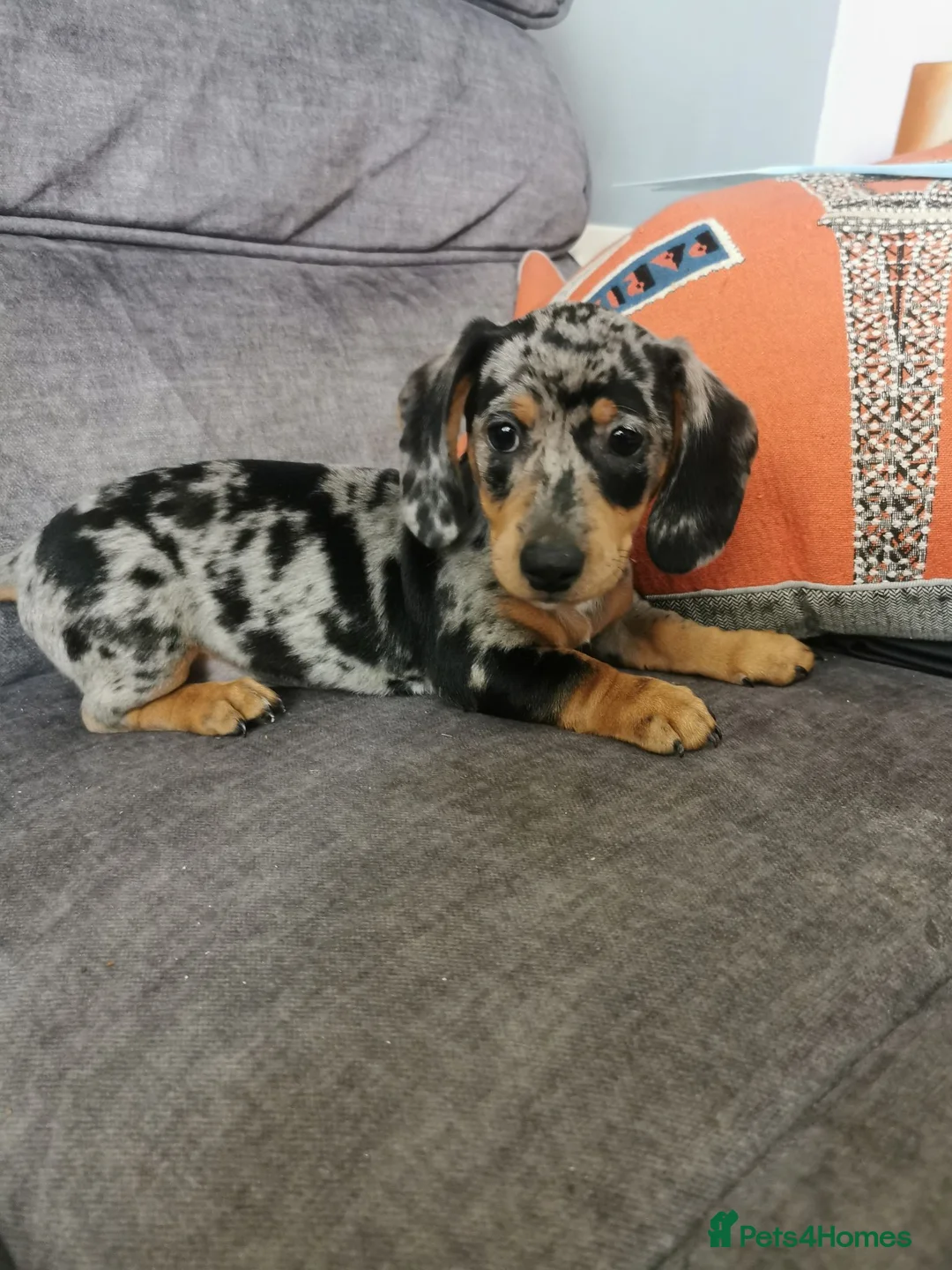 Dachshund dogs for sale: Beautiful Unusual Playful Dachshound pups  - Advert 1
