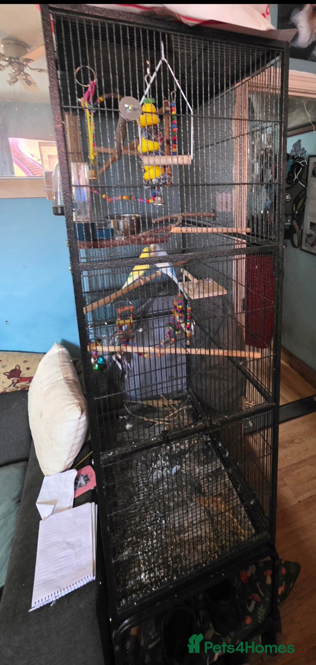 Budgerigars birds for sale: 2 budgies and large cage  - Image 4