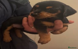 Mixed Breed dogs for sale: Minituare Yorkie cross dachshund puppies - Image 9