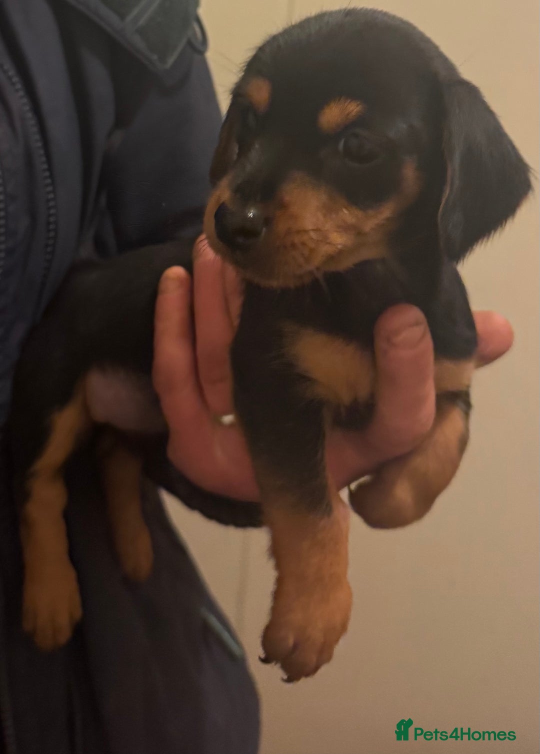 Mixed Breed dogs for sale: Minituare Yorkie cross dachshund puppies - Image 9