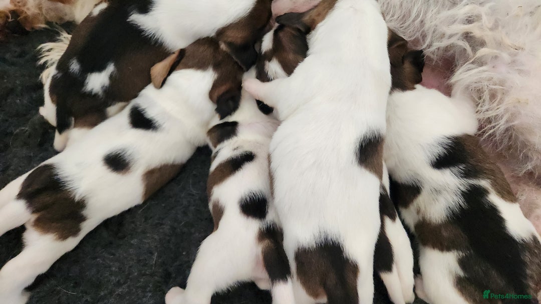 Basset Griffon Vendeen dogs for sale: Griffon grand bassets  - Image 2