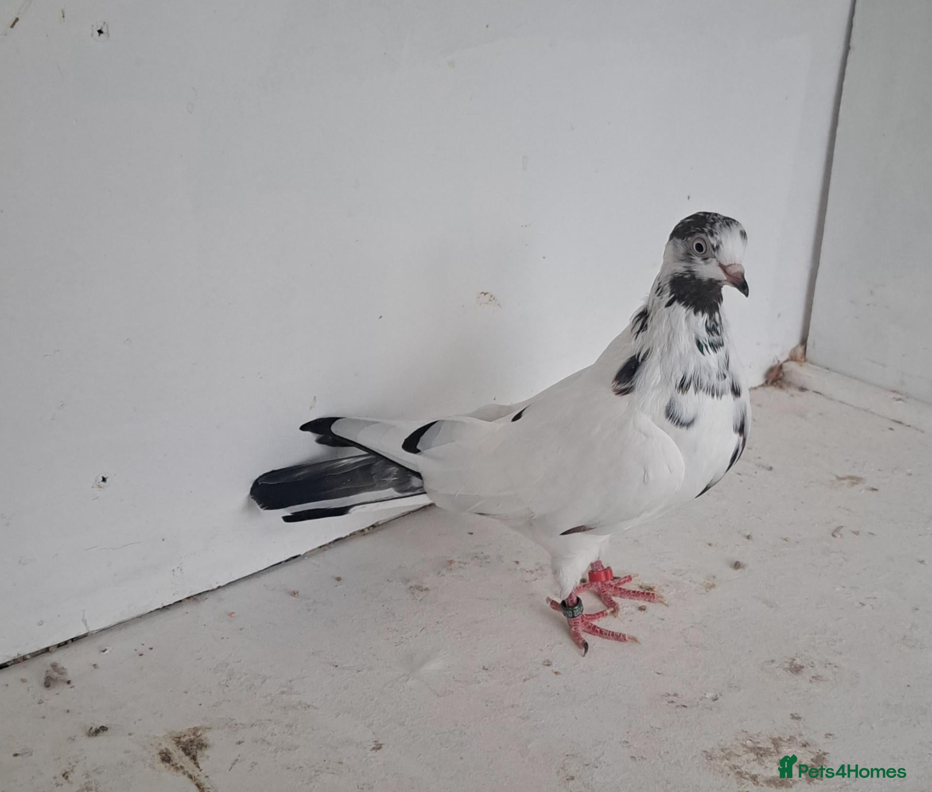 Pigeons birds Tipplers for sale  - Advert 2