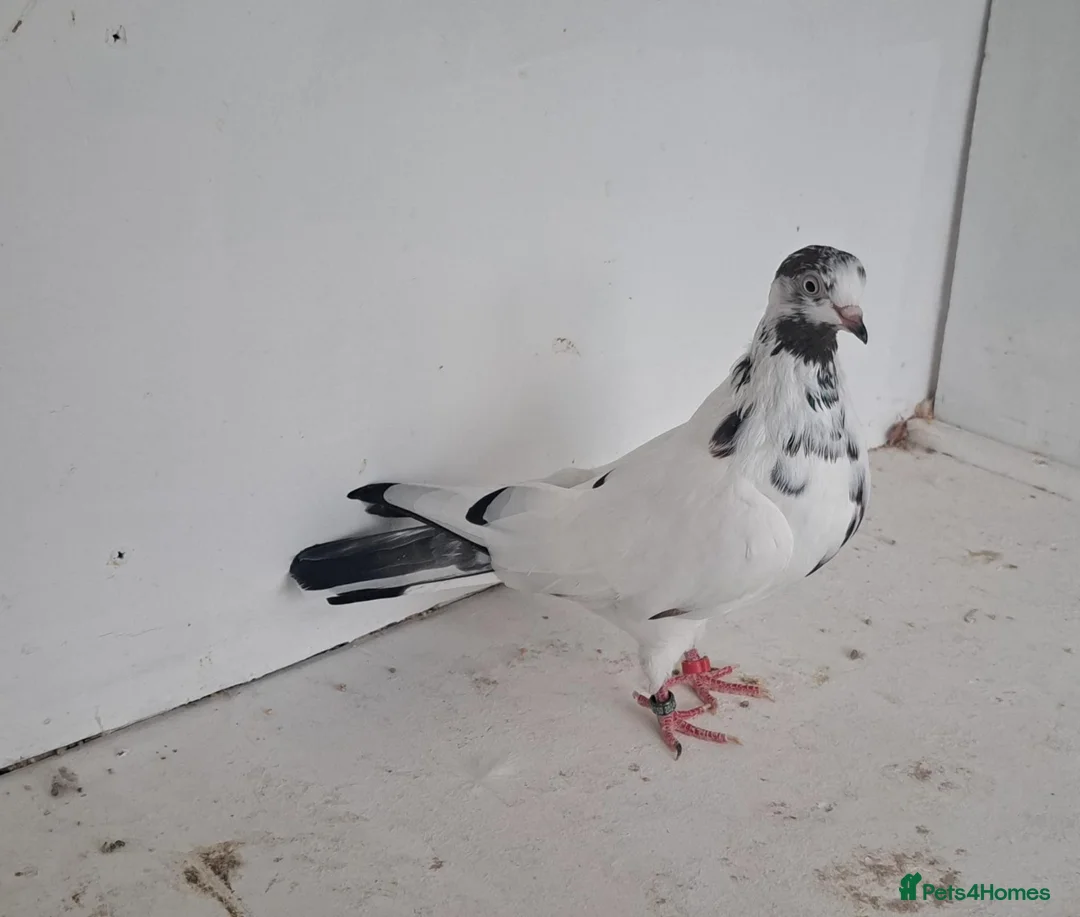 Pigeons birds for sale: Tipplers for sale  - Advert 2