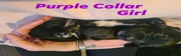 Mixed Breed dogs for sale: Dalmatian cross Dachshund puppies - Advert 11