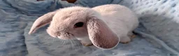 Mini Lop rabbits for sale: 🐰 Beautiful Mini Lop Baby Bunnies– Ready to go - Advert 3