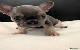 French Bulldog dogs for sale: Beautiful french bulldog puppies  - Advert 11