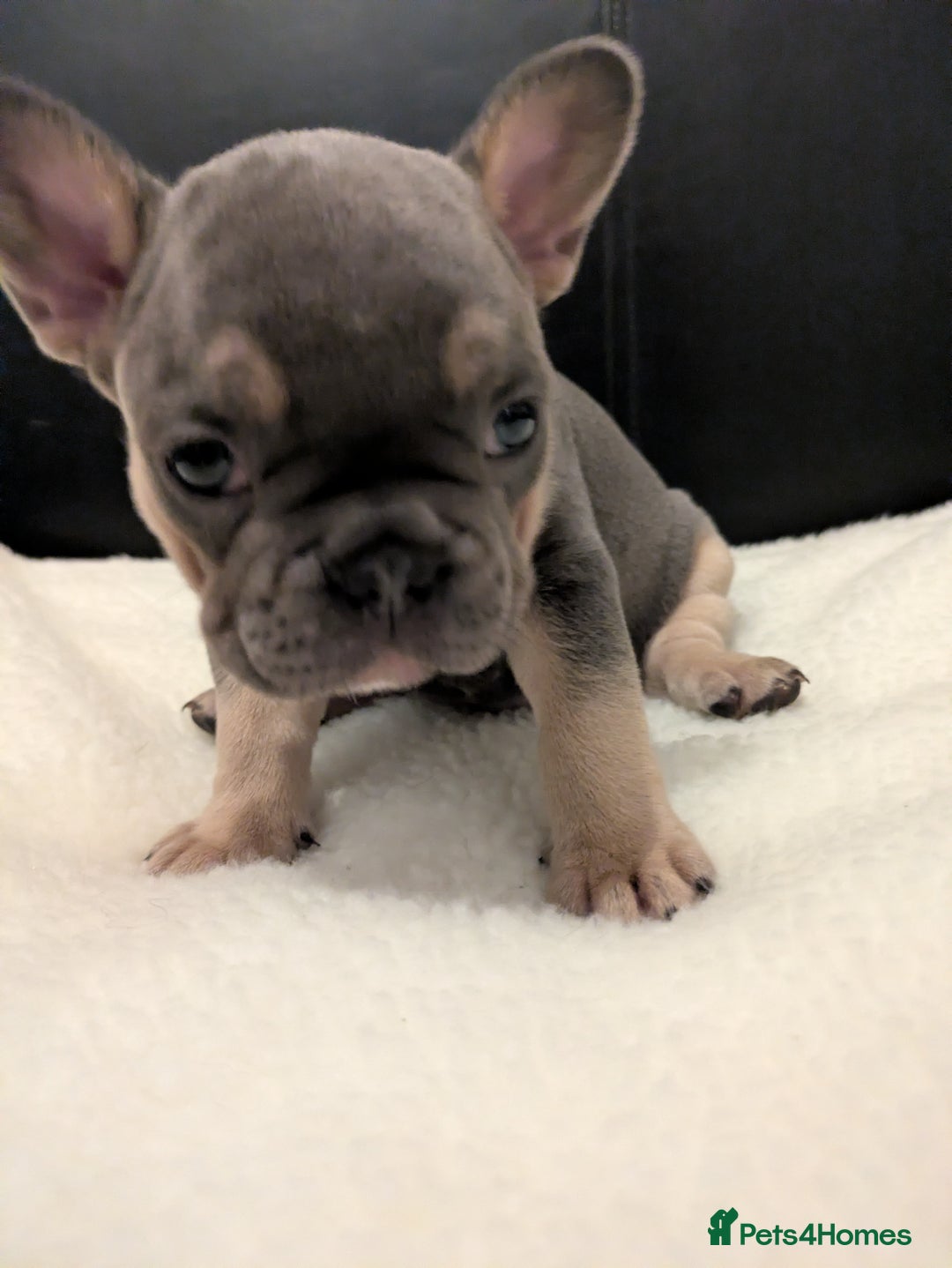 French Bulldog dogs for sale: Beautiful french bulldog puppies  - Advert 11