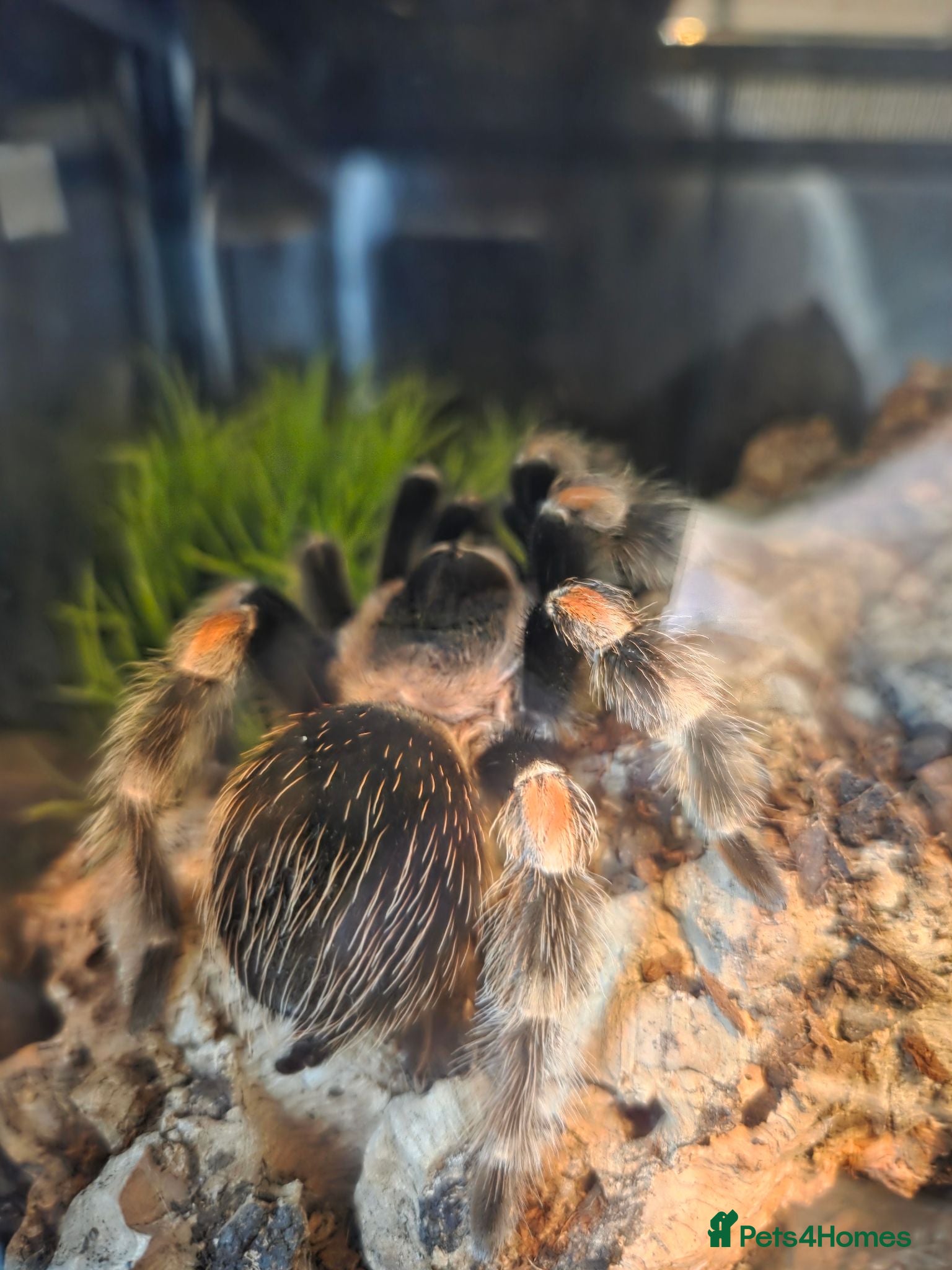 Tarantulas invertebrates Female Mexican Red Knee  - Advert 2