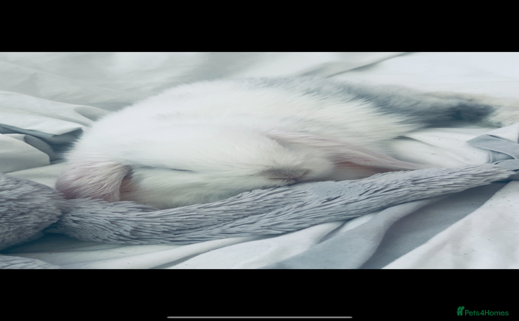 Dwarf Lop rabbits - Advert 1