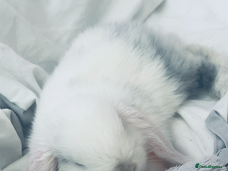 Dwarf Lop rabbits - Advert 5