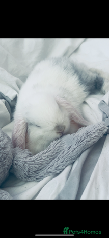 Dwarf Lop rabbits - Advert 2
