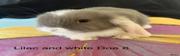Mini Lop rabbits for sale: Mini Lops - Advert 4