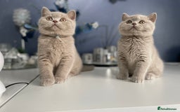 British Shorthair cats for sale: 🔥 BRITISH SHORTHAIR KITTENS BLUE BLACK LILAC CHOC - Image 1