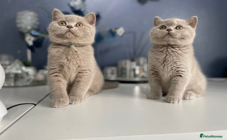 British Shorthair cats - Advert 13